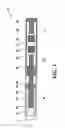 Fig. 02 - Downhole force generator