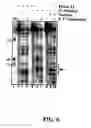 Fig. 07 - Endoribonuclease and uses thereof