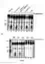 Fig. 09 - Endoribonuclease and uses thereof