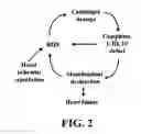 Fig. 03 - Mitochondrial markers of ischemia
