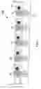 Fig. 08 - Apparatus for positioning a trailing edge of sheets