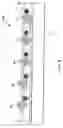 Fig. 10 - Apparatus for positioning a trailing edge of sheets