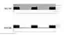 Fig. 04 - Color filter and method of producing same