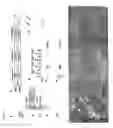 Fig. 02 - Appl proteins as rab5 effectors