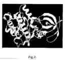 Fig. 02 - Method for crystallizing human GSK3 and novel crystal structure thereof
