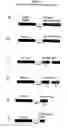 Fig. 02 - DNA vaccines encoding antigen linked to a domain that binds CD40