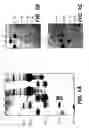Fig. 02 - Method for screening a library of VHH polypeptides