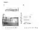 Fig. 02 - Purification process for bacterial cytolysin