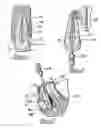 Fig. 02 - Variable land, multiple height flute contour design for endodontic files