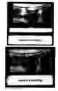 Fig. 02 - Talking leaves