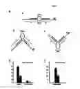 Fig. 06 - Method and systems for identifying micro-RNA targets and synthesizing novel micro-RNAs and uses of the same