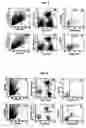 Fig. 02 - Method for detecting GAD65 autoreactive T cells newly diagnosed type1 diabetic patients and in the prediabetic period