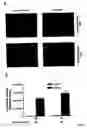Fig. 03 - Coumermycin/novobiocin-regulated gene expression system