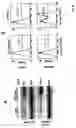 Fig. 07 - Coumermycin/novobiocin-regulated gene expression system
