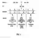 Fig. 02 - Plant artificial chromosome (PLAC) compositions and methods