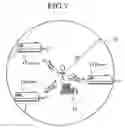 Fig. 07 - Image transfer system