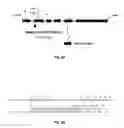 Fig. 10 - Nipah virus vaccines
