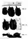 Fig. 07 - Cactaceae plant named 'Harmony'