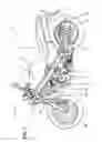 Fig. 02 - Clutch mechanism of hydrostatic continuously variable transmission