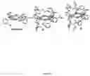 Fig. 09 - Porphyrin derivatives, methods for obtaining same, and use thereof in radioimmunotherapy