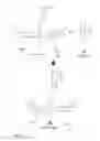 Fig. 02 - Non-isotopic detection of osteoblastic activity in vivo using modified bisphosphonates