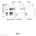 Fig. 09 - Imaging of protease activity in live cells using activity based probes
