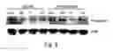 Fig. 08 - Selective killing of cells by activation of double-stranded RNA dependent protein kinase-PKR