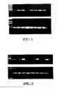 Fig. 02 - Motoneuronotrophic factor gene sequences