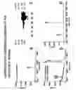 Fig. 22 - Human cathelicidin antimicrobial peptides