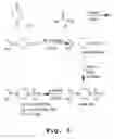 Fig. 07 - Method and antisense composition for selective inhibition of HIV infection in hematopoietic cells