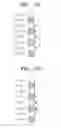 Fig. 06 - Apparatus and method for correcting color error by adaptively filtering chrominance signals
