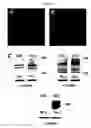 Fig. 06 - Smooth muscle progenitor cells