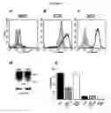 Fig. 07 - Smooth muscle progenitor cells