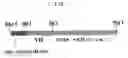 Fig. 02 - Bispecific antibody substituting for functional proteins