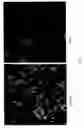 Fig. 02 - Modulation of the poliovirus receptor function