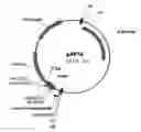 Fig. 11 - Modulation of the poliovirus receptor function