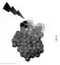 Fig. 23 - Modulation of the poliovirus receptor function