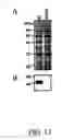 Fig. 24 - Bacterial virulence factors and uses thereof