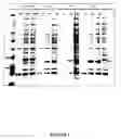 Fig. 02 - Production of multivalent virus like particles
