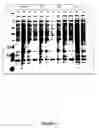 Fig. 03 - Production of multivalent virus like particles