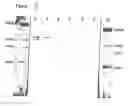 Fig. 04 - Method of effecting a mammalian model of sepsis, severe sepsis, or septic shock