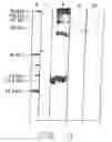 Fig. 12 - Method of effecting a mammalian model of sepsis, severe sepsis, or septic shock