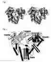 Fig. 02 - HCV polymerase suitable for crystal structure analysis and method for using the enzyme
