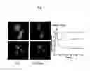 Fig. 02 - Method for demonstration of a molecular event in a cell by means of fluorescent marker proteins