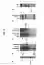 Fig. 07 - NIMA interacting proteins