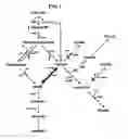 Fig. 02 - Gene encoding malic enzyme and method for preparing succinic acid using the same