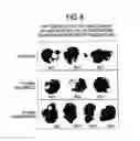 Fig. 09 - Oligonucleic acid-bearing composite and pharmaceutical composition containing the composite