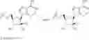 Fig. 08 - 2′-C-methyl nucleoside derivatives