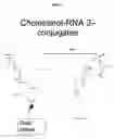 Fig. 02 - RNAi modulation of the Rho-A gene in research models