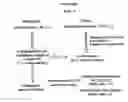 Fig. 02 - Method for producing avian chimera using spermatogonial cells and avian chimera